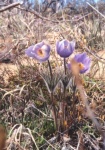 flowers1.jpg