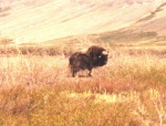 muskox1.jpg