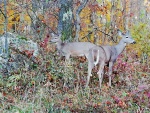 IMG_20211101_075728a.jpg